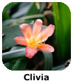 Clivia